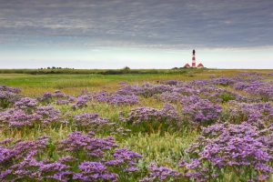 Lavender Westerhever