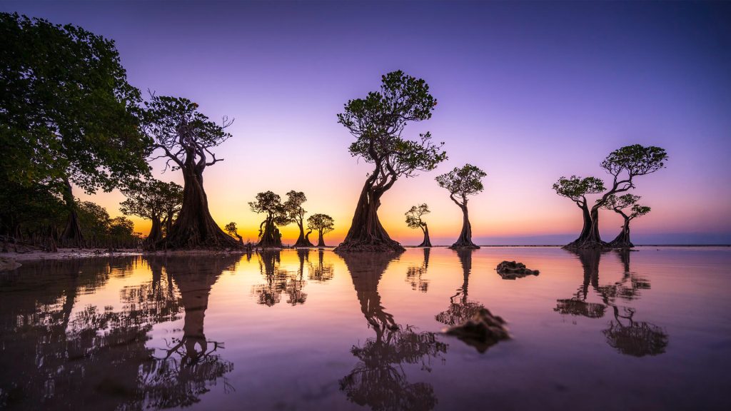 Mangrove Twilight