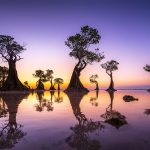 Mangrove Twilight