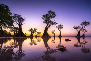 Mangrove Twilight