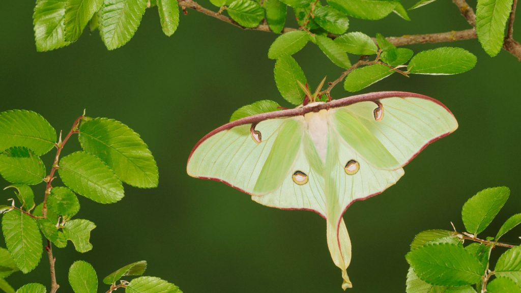 Moth Week