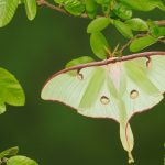 Moth Week