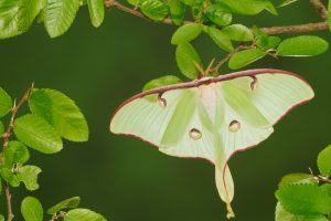 Moth Week