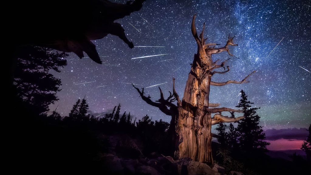 Perseids Pine