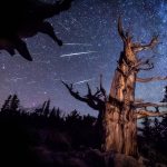 Perseids Pine