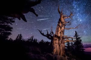 Perseids Pine