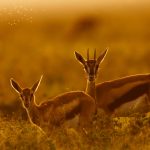 Thomson Gazelle