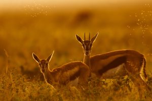 Thomson Gazelle