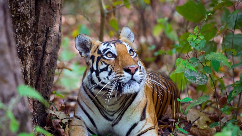 Tiger Day