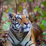 Tiger Day