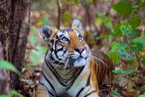 Tiger Day