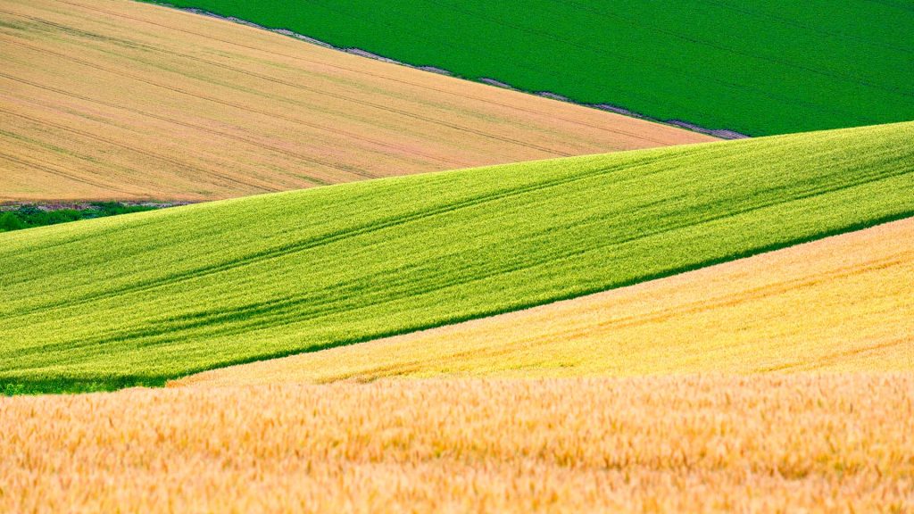 Wheat Fields2025
