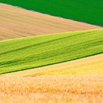 Wheat Fields2025