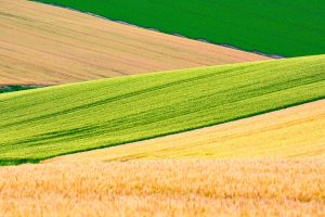 Wheat Fields2025
