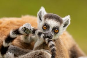 Baby Lemur