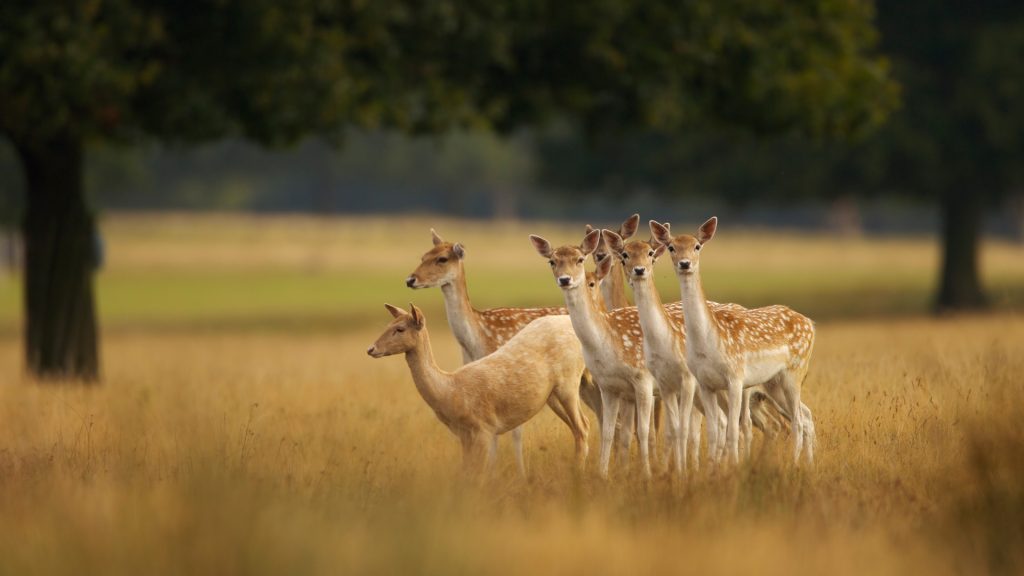 Cervus Dama