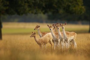 Cervus Dama