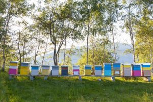 Colorful Beehives