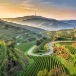 Field Kaiserstuhl