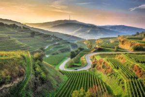 Field Kaiserstuhl