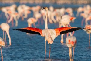 Flamingos