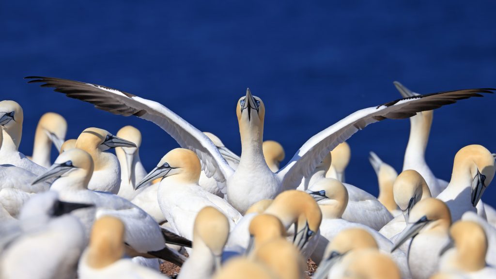 Gannets
