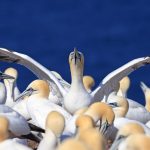 Gannets
