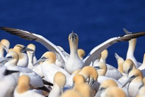 Gannets