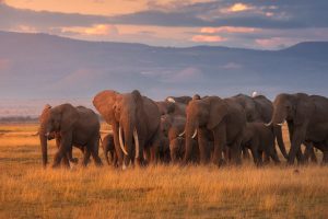 Kenya Elephants