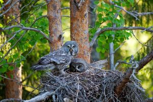Lapland Owl