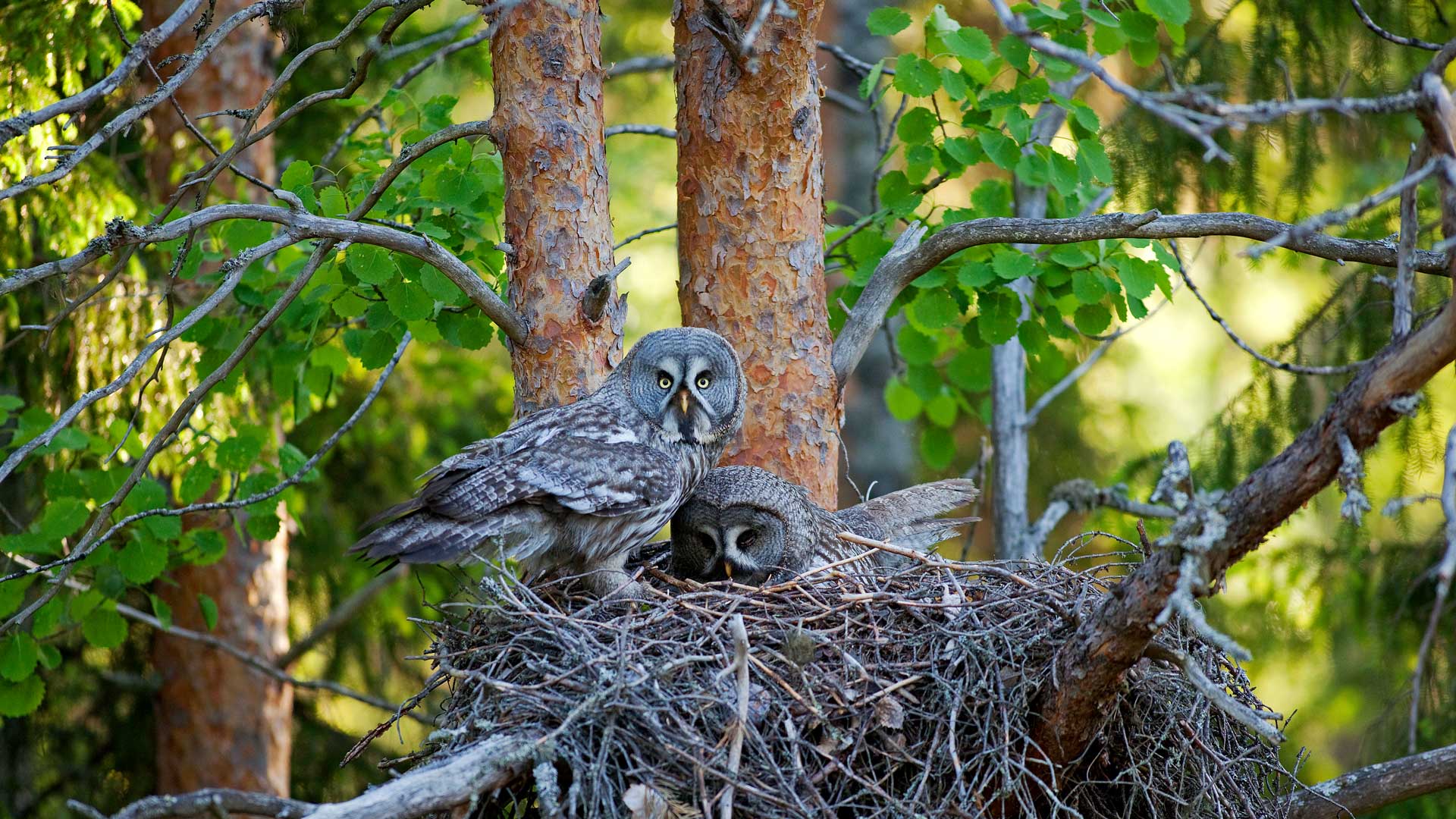 Lapland Owl