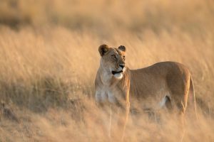 Lioness Kenya