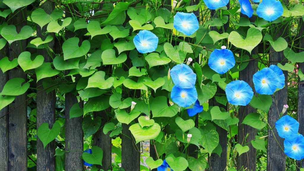 Morningglory2025