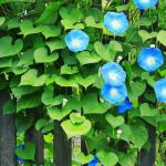 Morningglory2025