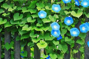 Morningglory2025