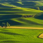 Palouse WA