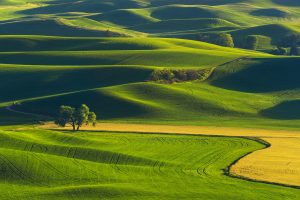 Palouse WA