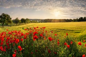 Poppyfield Adelschlag