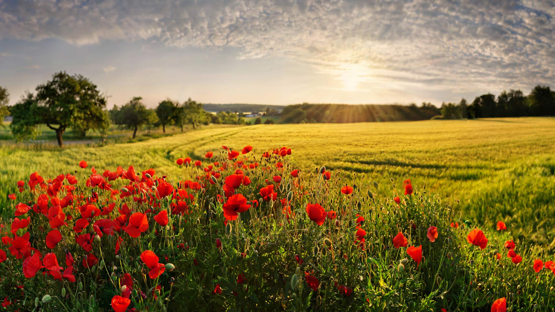 Poppyfield Adelschlag