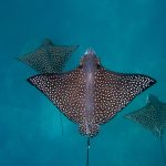 Spotted Eagle Ray