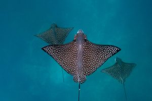 Spotted Eagle Ray