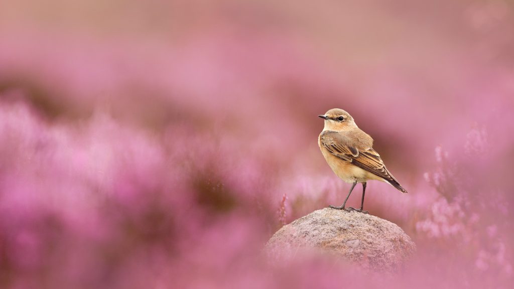 Wheatear Bird