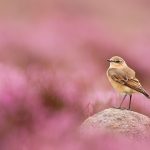 Wheatear Bird