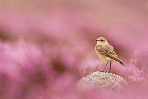 Wheatear Bird