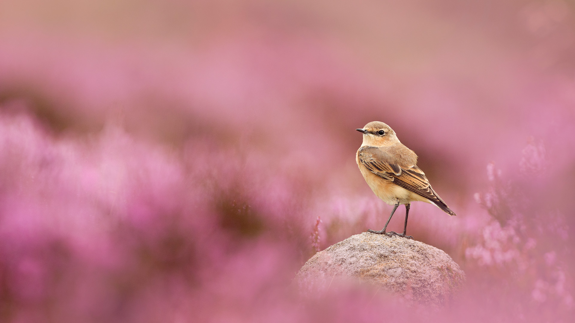 Wheatear Bird