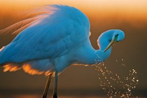 White Egret
