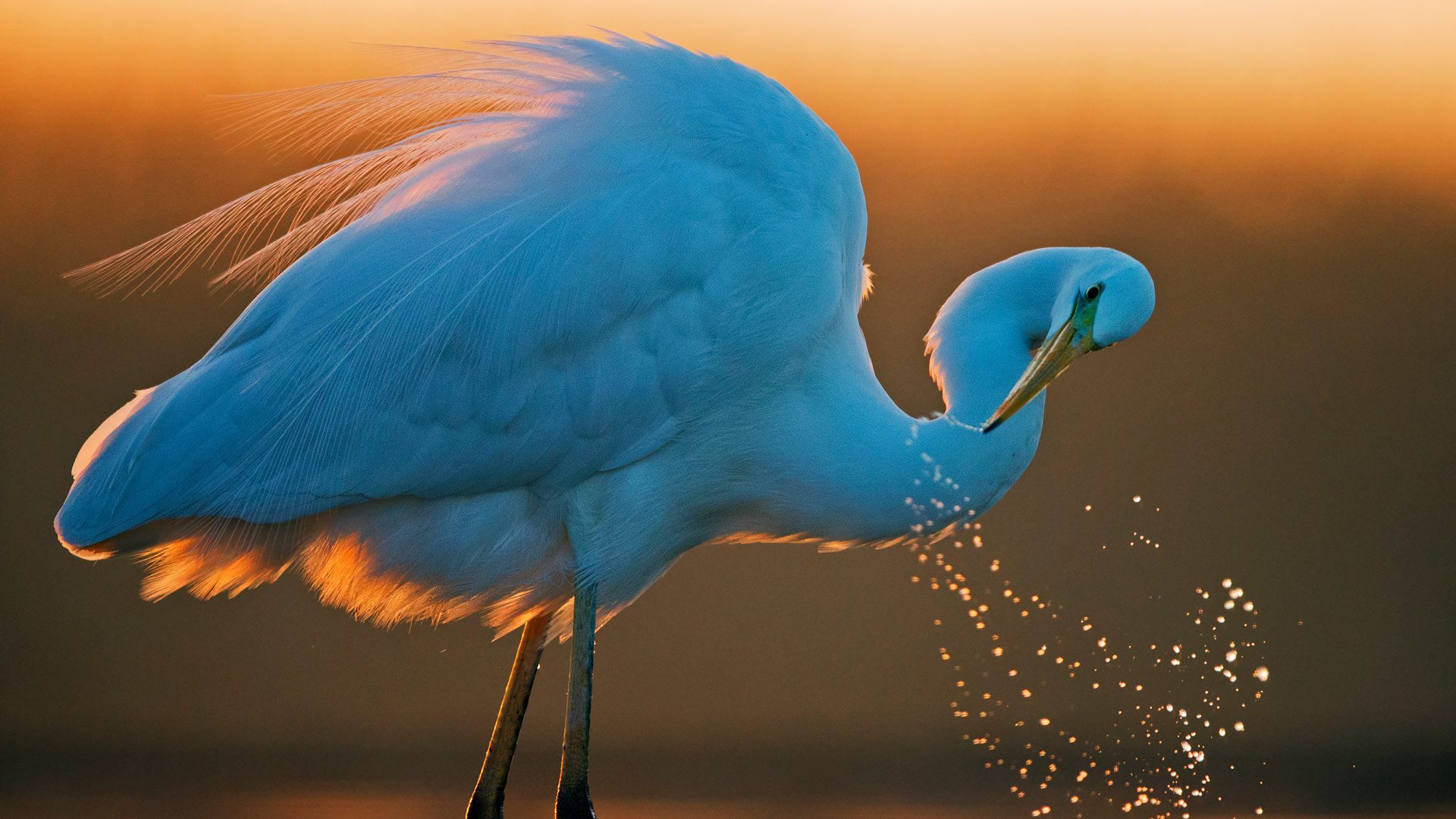 White Egret