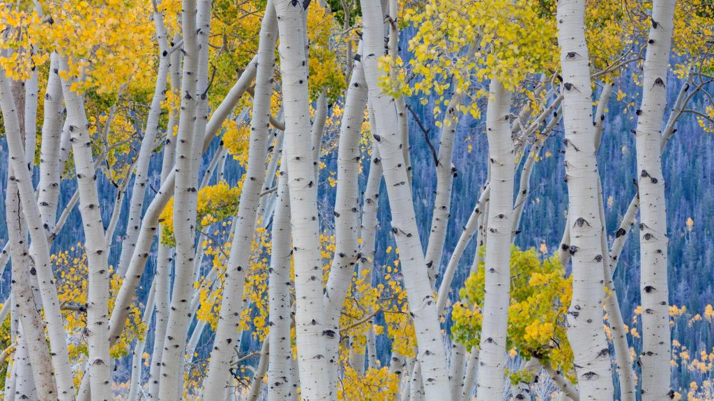 Aspen Equinox