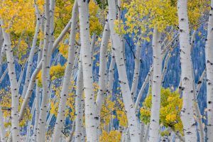 Aspen Equinox