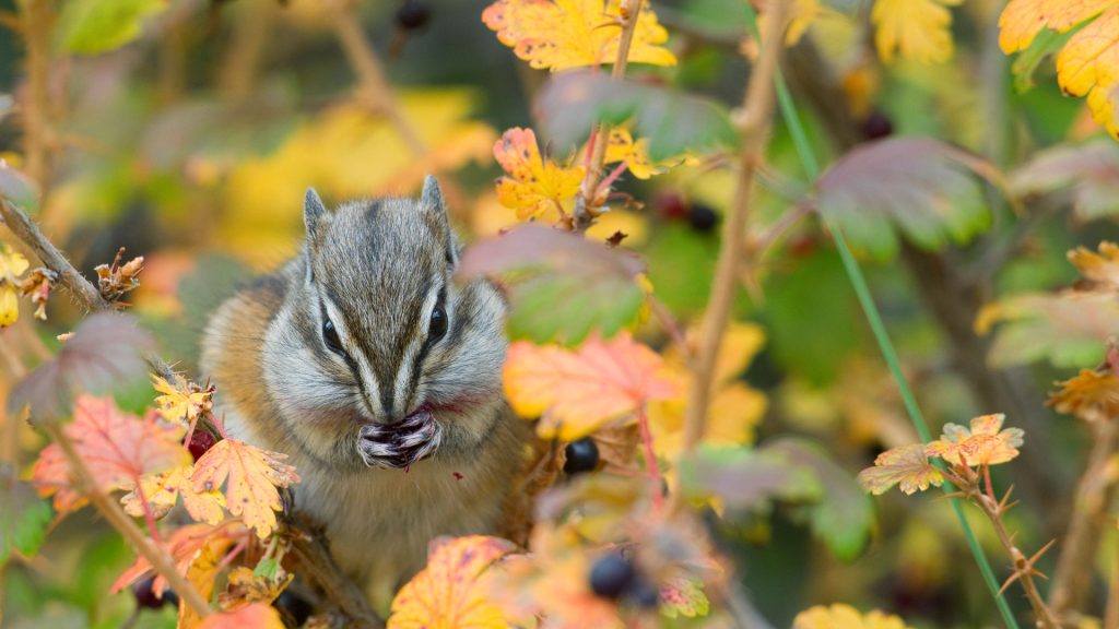 Autumn Chipmunk